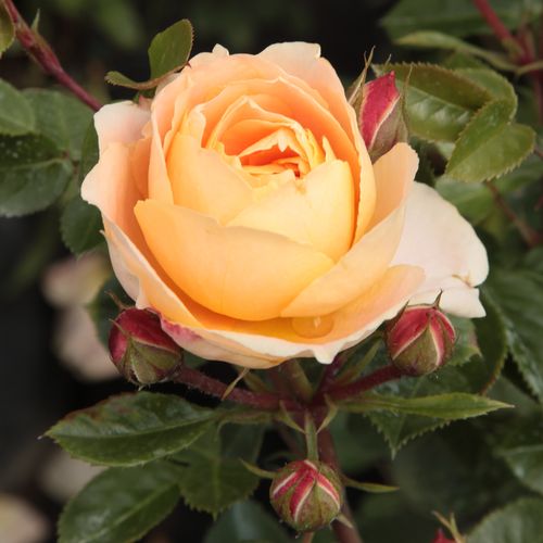 Rosa  Schöne vom See® - oranžová - Stromkové růže s květy anglických růží - stromková růže s keřovitým tvarem koruny